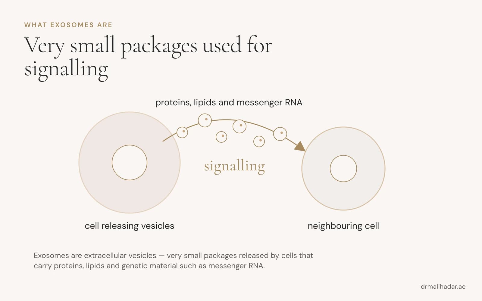 Diagram of a cell releasing exosomes, small vesicles carrying proteins, lipids and messenger RNA to neighbouring cells