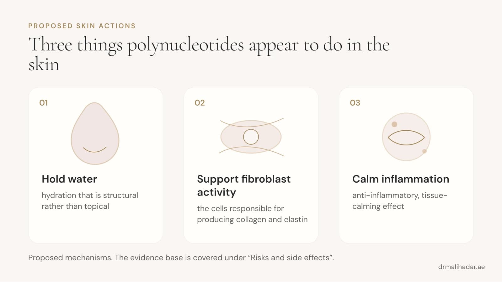 Diagram of three ways polynucleotides appear to act in the skin: holding water, supporting collagen-producing cells and calming inflammation