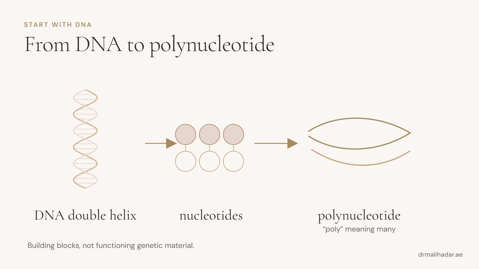 Diagram showing DNA broken down into nucleotides and purified into polynucleotide chains